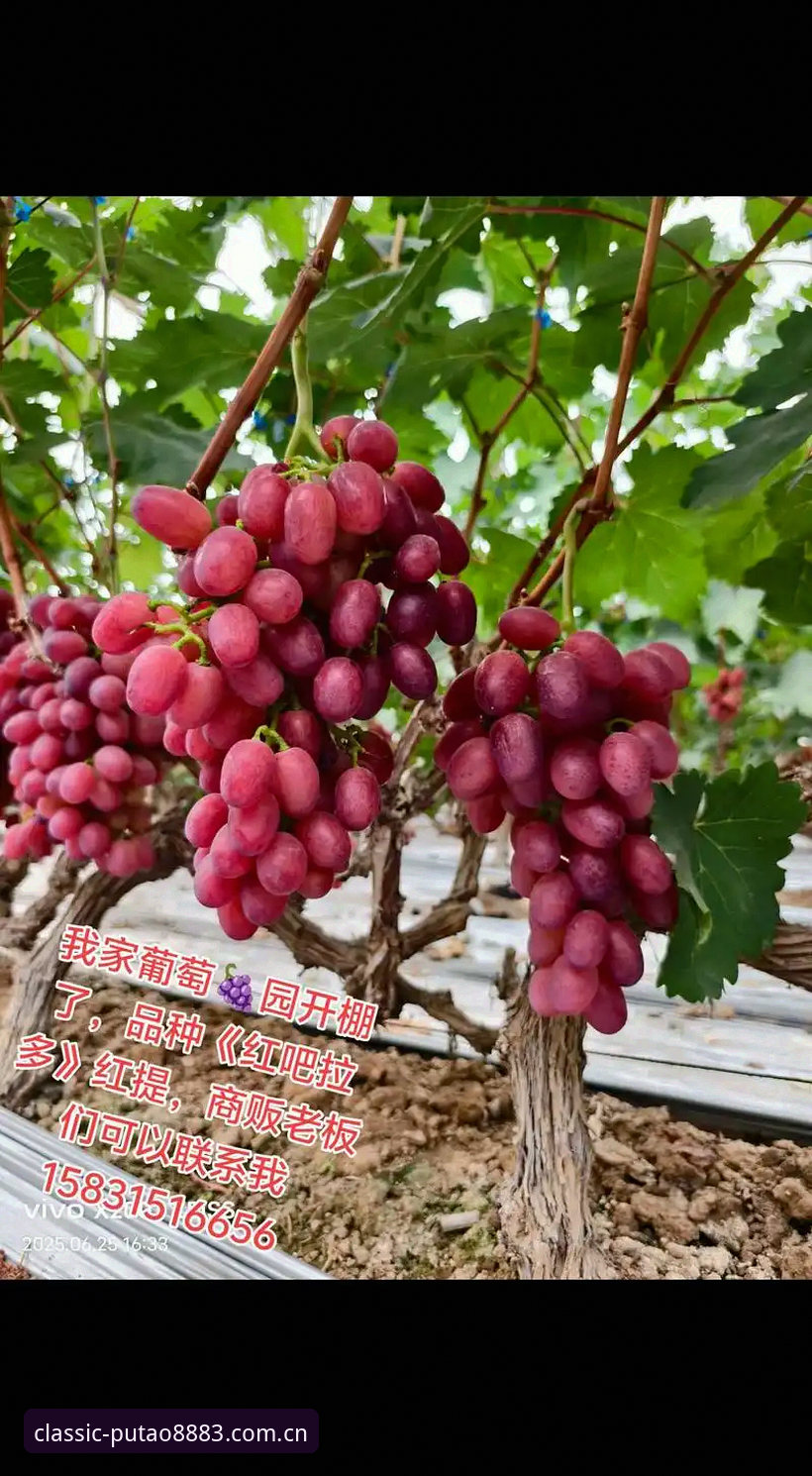 老板新葡萄正版特色常见问题详解：从下载到体验的完整指南