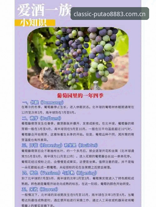 老板新葡萄安卓版 新葡萄8883特色详解:从下载到使用,老用户带你全面认识老板新葡萄安卓版